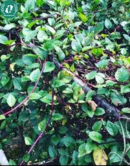 Hạt giống rau mồng tơi