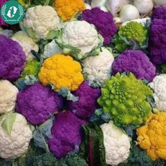 Hạt giống súp lơ mix màu