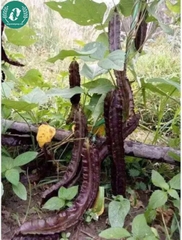 Hạt giống đậu rồng