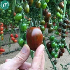 Hạt giống cà chua