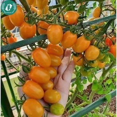 Hạt giống cà chua