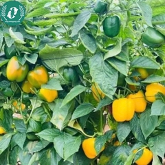 Hạt giống Ớt chuông