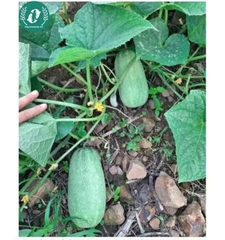 Hạt giống dưa chuột