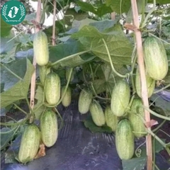 Hạt giống dưa chuột