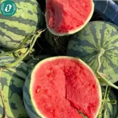 Hạt giống dưa hấu
