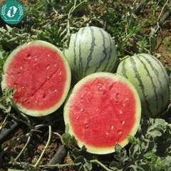 Hạt giống dưa hấu