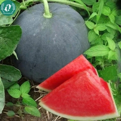 Hạt giống dưa hấu