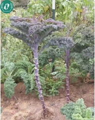 Hạt giống cải Kale