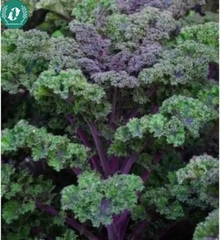 Hạt giống cải Kale