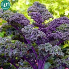 Hạt giống cải Kale