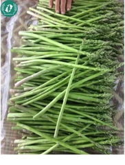 Hạt giống măng tây