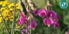 Hạt giống Hoa đậu ngọt mix