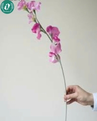 Hạt giống Hoa đậu ngọt mix