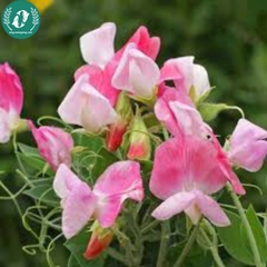 Hạt giống Hoa đậu ngọt mix