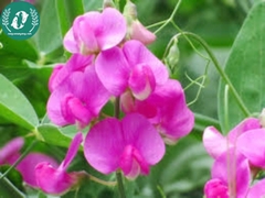 Hạt giống Hoa đậu ngọt mix