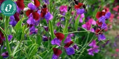 Hạt giống Hoa đậu ngọt mix
