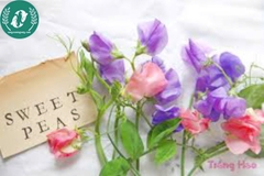 Hạt giống Hoa đậu ngọt mix