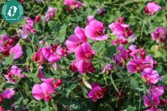 Hạt giống Hoa đậu ngọt mix