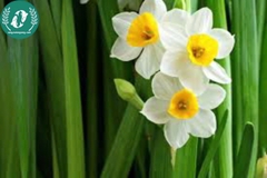 Hạt giống Hoa Thủy Tiên