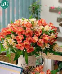 Hạt giống Hoa Thủy Tiên