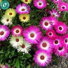 Hạt giống Hoa Thạch Thảo