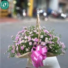 Hạt giống Hoa Thạch Thảo