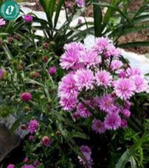Hạt giống Hoa Thạch Thảo