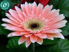 Hạt giống Hoa đồng tiền