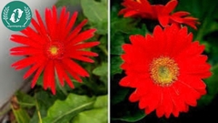 Hạt giống Hoa đồng tiền