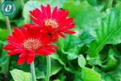 Hạt giống Hoa đồng tiền