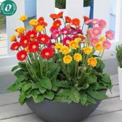 Hạt giống Hoa đồng tiền
