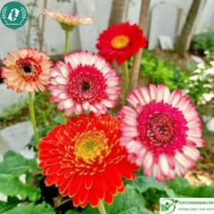 Hạt giống Hoa đồng tiền