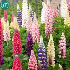 Hạt giống Hoa Lupin