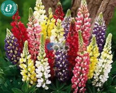 Hạt giống Hoa Lupin