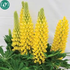 Hạt giống Hoa Lupin