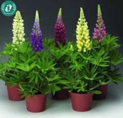 Hạt giống Hoa Lupin
