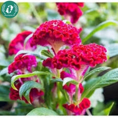 Hạt giống Hoa màu gà búa đỏ