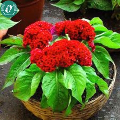 Hạt giống Hoa màu gà búa đỏ