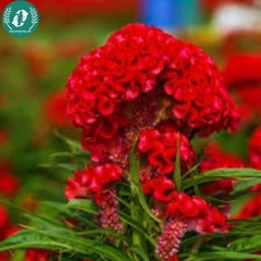 Hạt giống Hoa màu gà búa đỏ