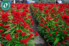 Hạt giống Hoa màu gà búa đỏ