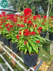 Hạt giống Hoa màu gà búa đỏ