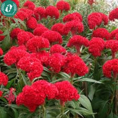 Hạt giống Hoa màu gà búa đỏ