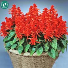 Hạt giống Hoa xác pháo