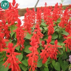 Hạt giống Hoa xác pháo