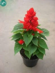 Hạt giống Hoa xác pháo
