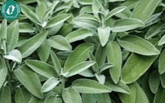 Hạt giống Hoa Xô Thơm