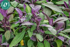 Hạt giống Hoa Xô Thơm