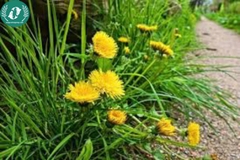 Hạt giống Hoa Bồ Công anh