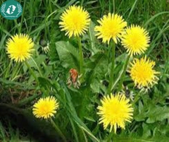 Hạt giống Hoa Bồ Công anh