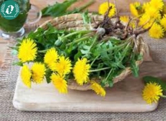 Hạt giống Hoa Bồ Công anh